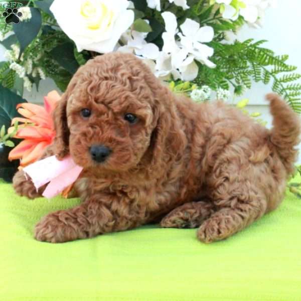 Tessa, Cockapoo Puppy