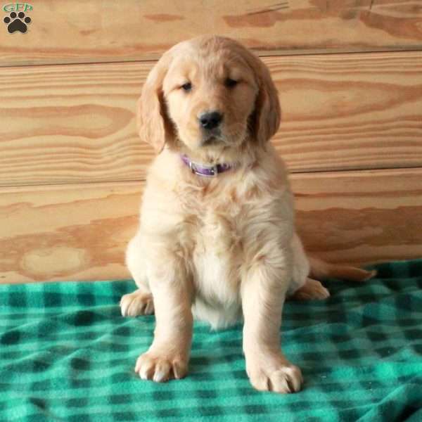 Tessa, Golden Retriever Puppy