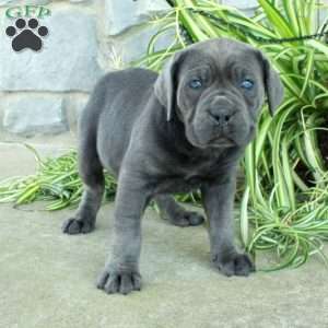 Tessa, Cane Corso Puppy