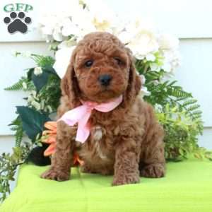 Tessa, Cockapoo Puppy