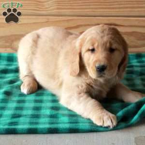 Tessa, Golden Retriever Puppy