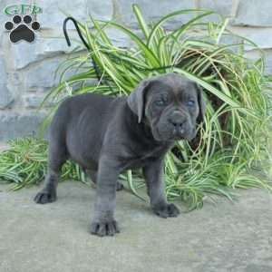 Tessa, Cane Corso Puppy