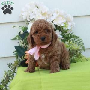 Tessa, Cockapoo Puppy