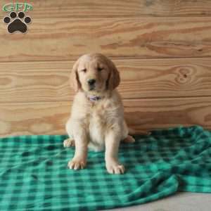 Tessa, Golden Retriever Puppy