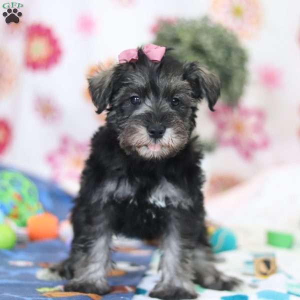 Tessa, Miniature Schnauzer Puppy
