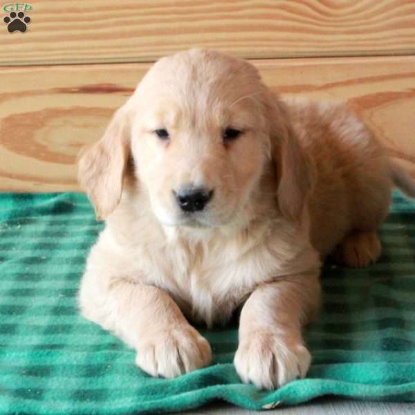 Tex, Golden Retriever Puppy