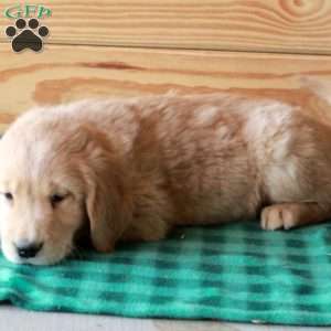 Tex, Golden Retriever Puppy