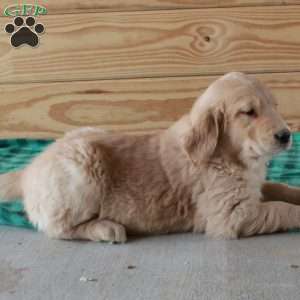 Tex, Golden Retriever Puppy