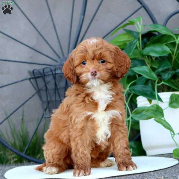 Thea, Cockapoo Puppy