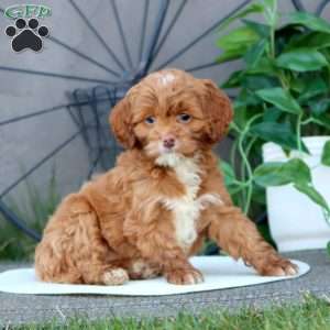 Thea, Cockapoo Puppy