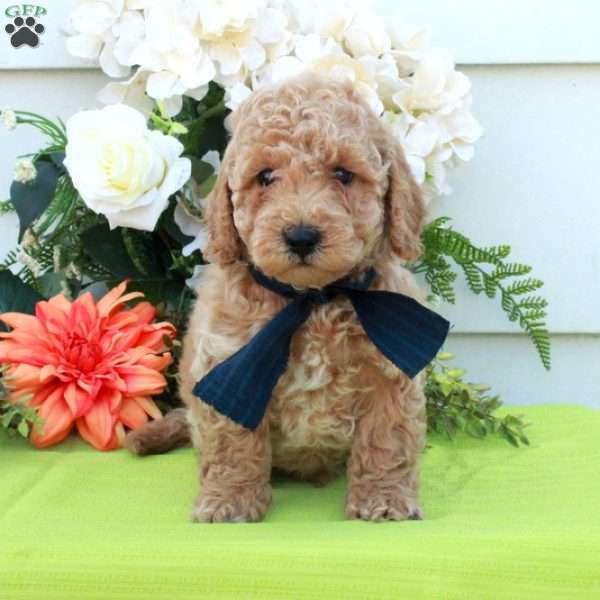 Theo, Cockapoo Puppy