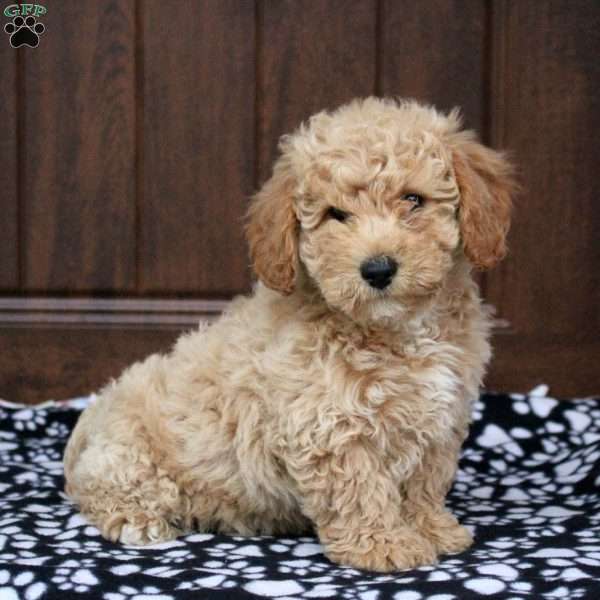 Theo, Bich-Poo Puppy