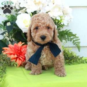 Theo, Cockapoo Puppy