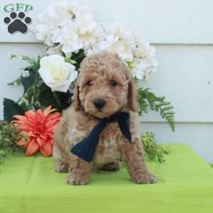 Theo, Cockapoo Puppy