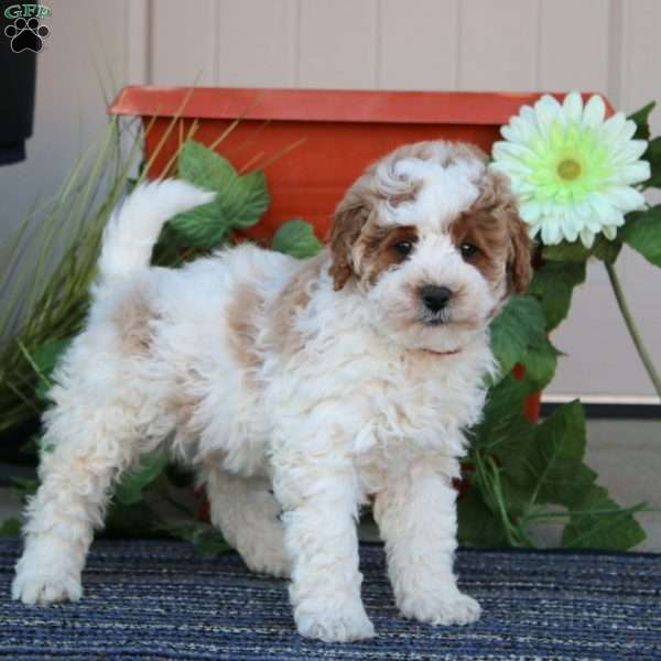 Thomas, Miniature Poodle Puppy