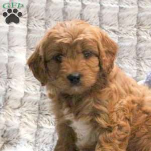 Thor- F1B, Cavapoo Puppy