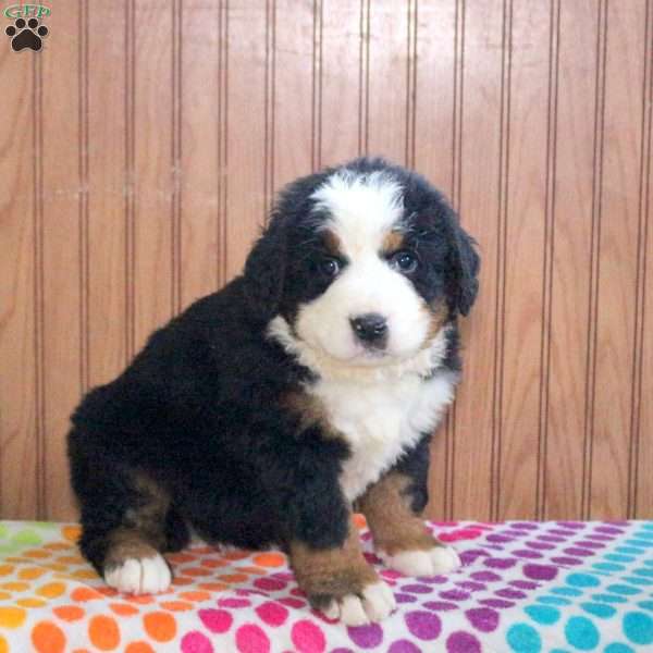Tian, Bernese Mountain Dog Puppy