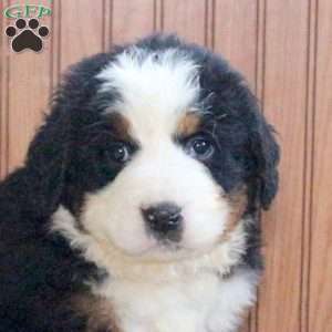 Tian, Bernese Mountain Dog Puppy
