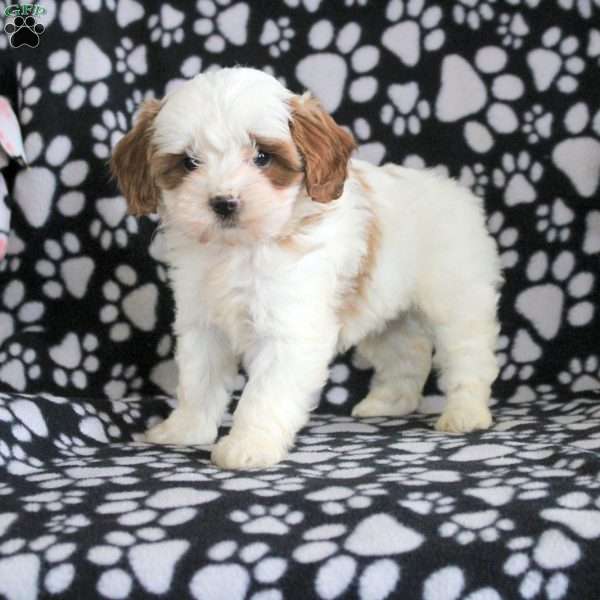 Tiffany, Cavapoo Puppy