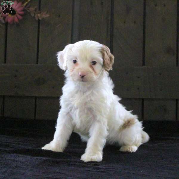 Tiffany, Cavapoo Puppy