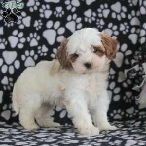 Tiffany, Cavapoo Puppy
