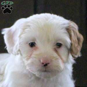 Tiffany, Cavapoo Puppy