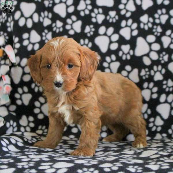 Tiger, Cavapoo Puppy