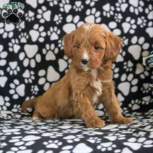Tiger, Cavapoo Puppy