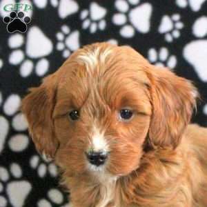 Tiger, Cavapoo Puppy