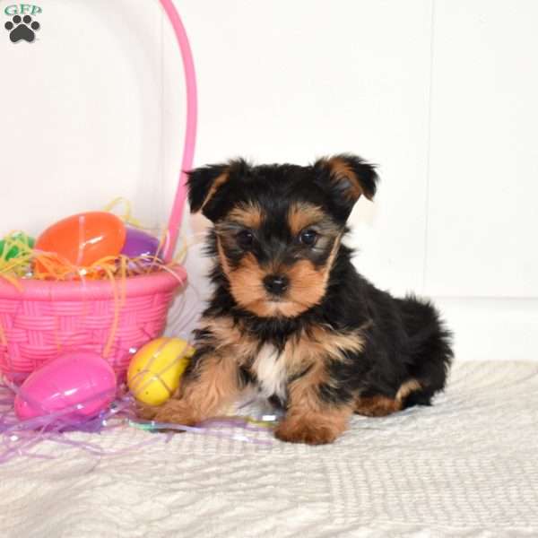 Tigger, Yorkie Puppy