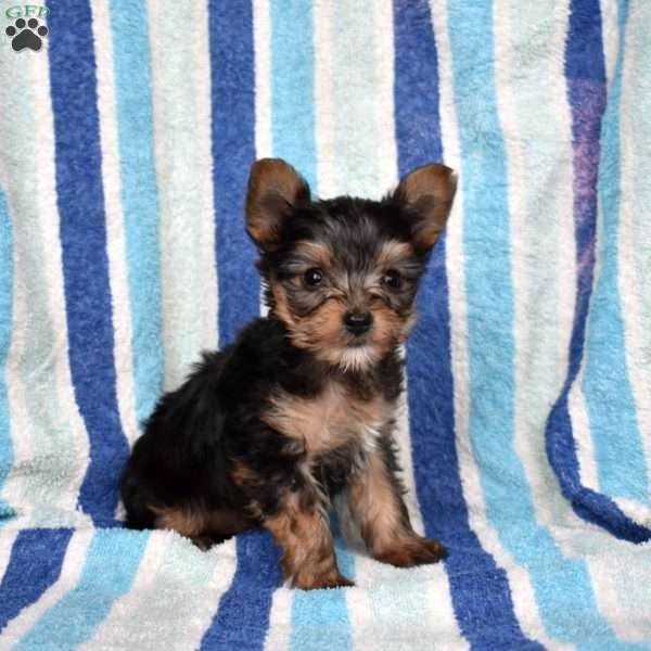 Tigger, Yorkie Puppy