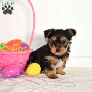 Tigger, Yorkie Puppy