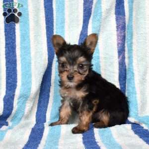 Tigger, Yorkie Puppy