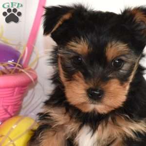 Tigger, Yorkie Puppy