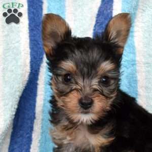 Tigger, Yorkie Puppy