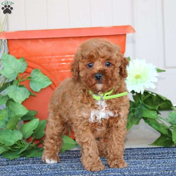 Tigger, Miniature Poodle Puppy