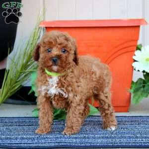Tigger, Miniature Poodle Puppy