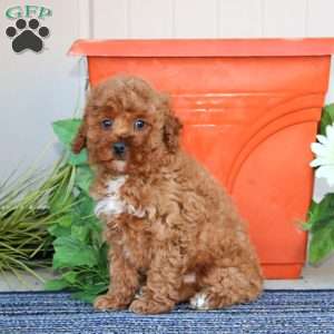 Tigger, Miniature Poodle Puppy