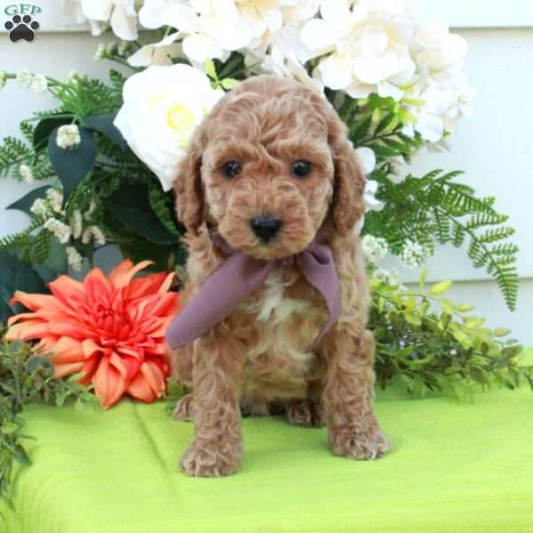 Tillie, Cockapoo Puppy