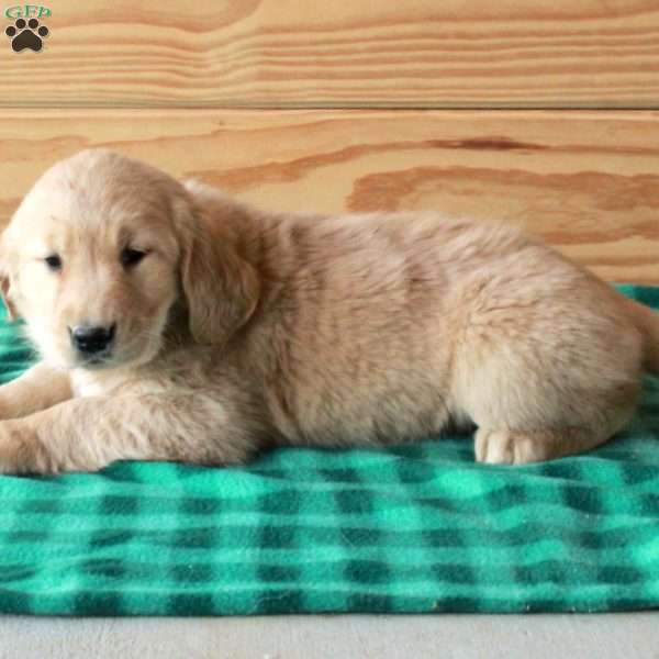 Tillie, Golden Retriever Puppy