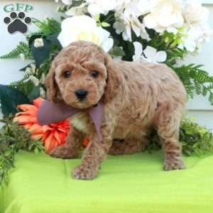 Tillie, Cockapoo Puppy