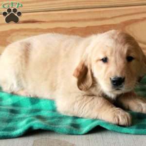 Tillie, Golden Retriever Puppy