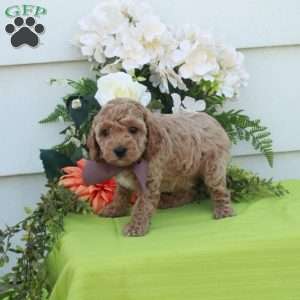 Tillie, Cockapoo Puppy