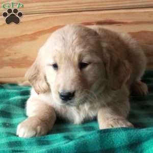 Tillie, Golden Retriever Puppy