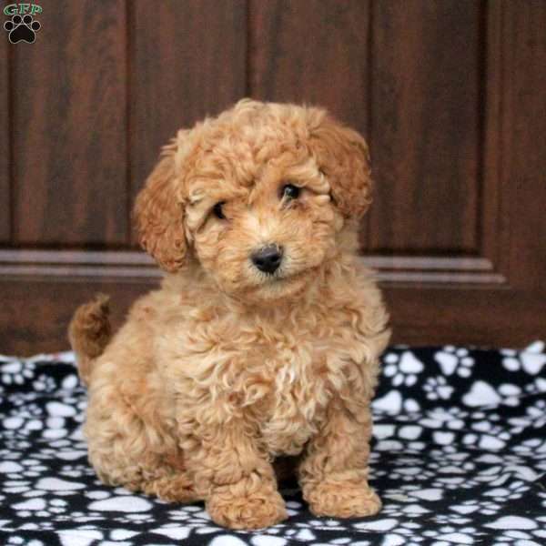 Tillly, Bich-Poo Puppy