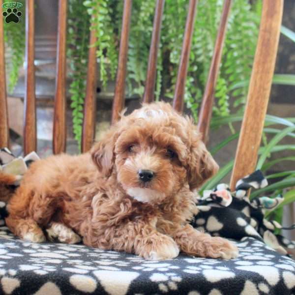 Tilly, Miniature Poodle Puppy