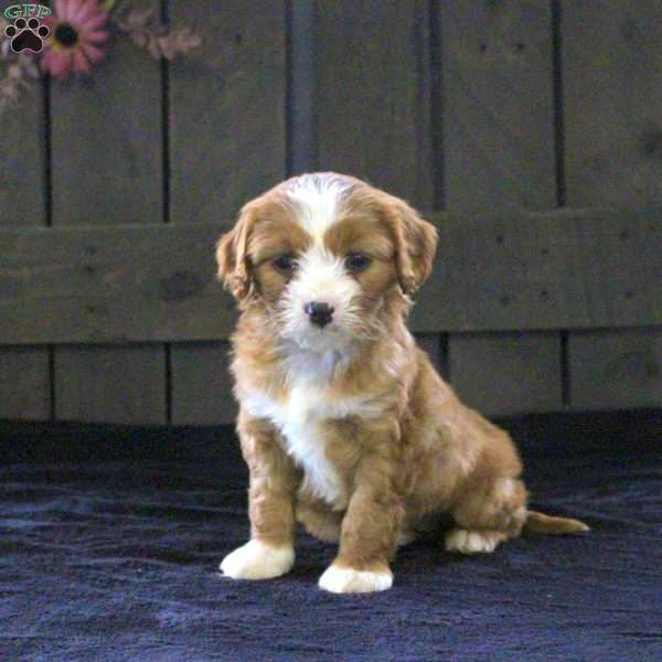 Tilly, Cavapoo Puppy