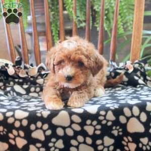 Tilly, Miniature Poodle Puppy