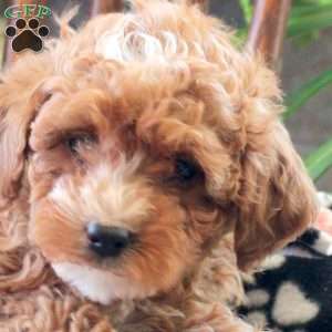 Tilly, Miniature Poodle Puppy