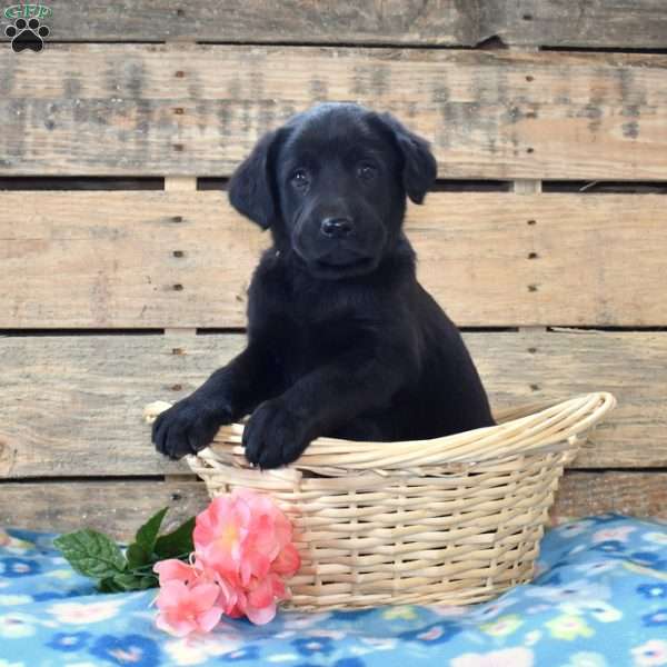 Timber, Golden Labrador Puppy